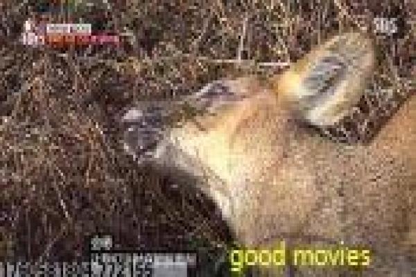 夏洛特烦恼在线观看免费-穿越重生改写命运的爆笑爱情喜剧故事重构